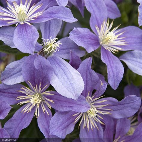 Clematis &Arabella& (I) 